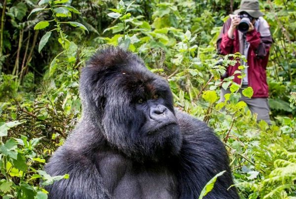 Como-planificar-un-safari-de-gorilas-economico-en-Uganda