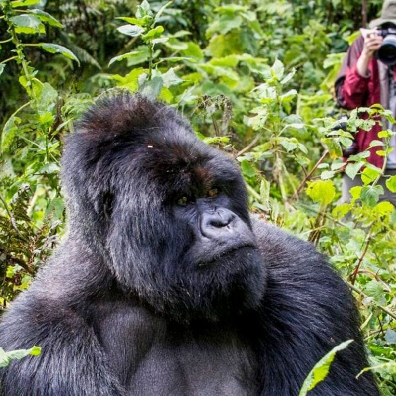 Como-planificar-un-safari-de-gorilas-economico-en-Uganda