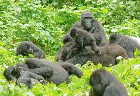 Como-planificar-un-safari-de-gorilas-economico-en-Uganda