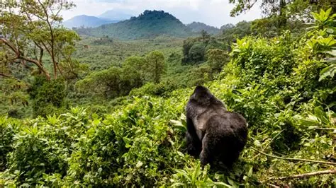 El mejor mes para visitar a los gorilas de montaña en Uganda
