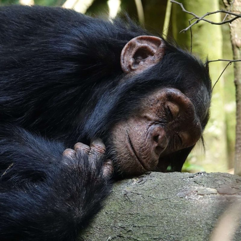 Excursiones-para-observar-chimpances-en-el-bosque-de-Kalinzu