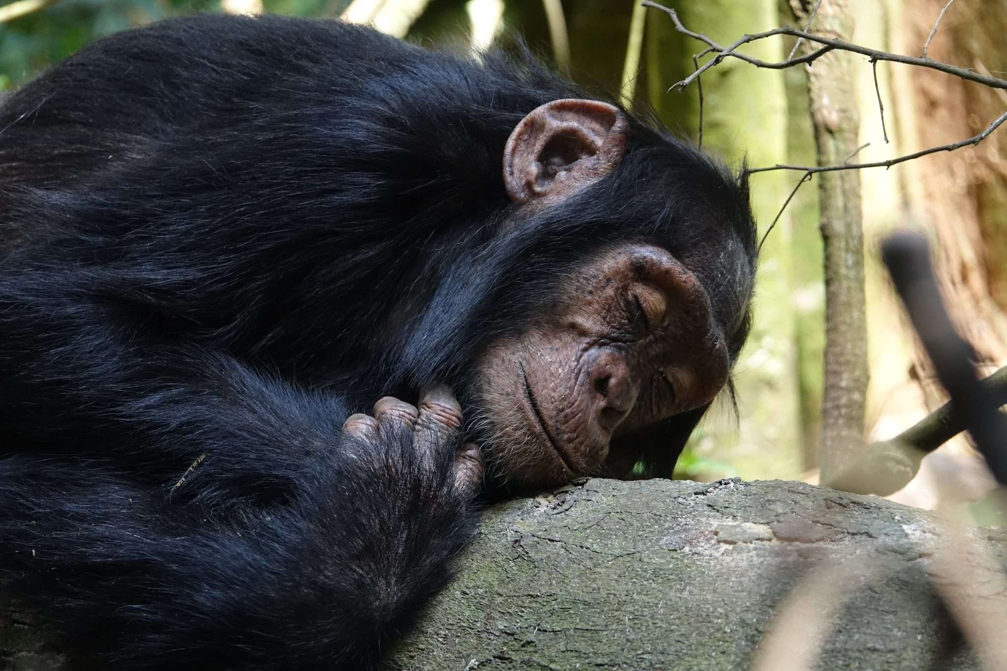 Excursiones para observar chimpancés en el bosque de Kalinzu