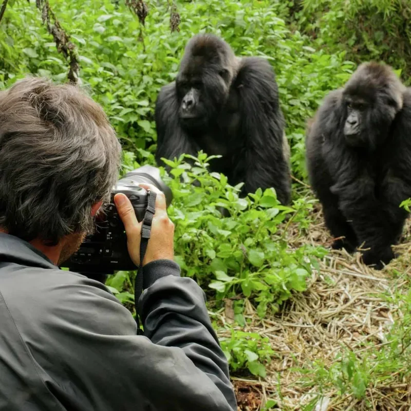 La mejor época para filmar gorilas de montaña en Uganda