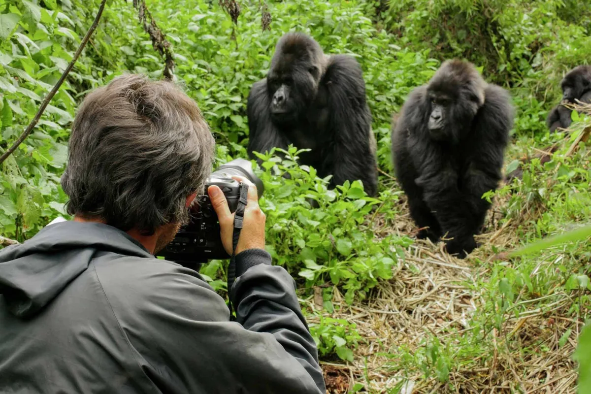 La mejor época para filmar gorilas de montaña en Uganda