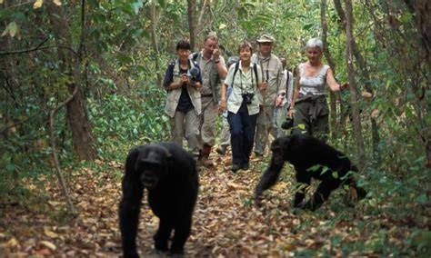 Límite de edad para el avistamiento de chimpancés en el Parque Nacional de Kibale