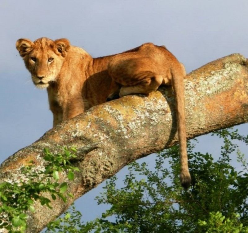 Los mejores lugares para ver leones en Uganda