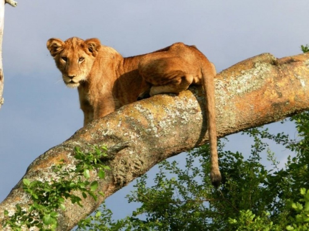 Los mejores lugares para ver leones en Uganda