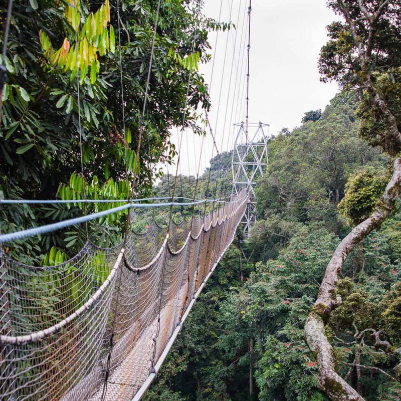 Paseo por las copas de los árboles en el Parque Nacional del Bosque de Nyungwe.