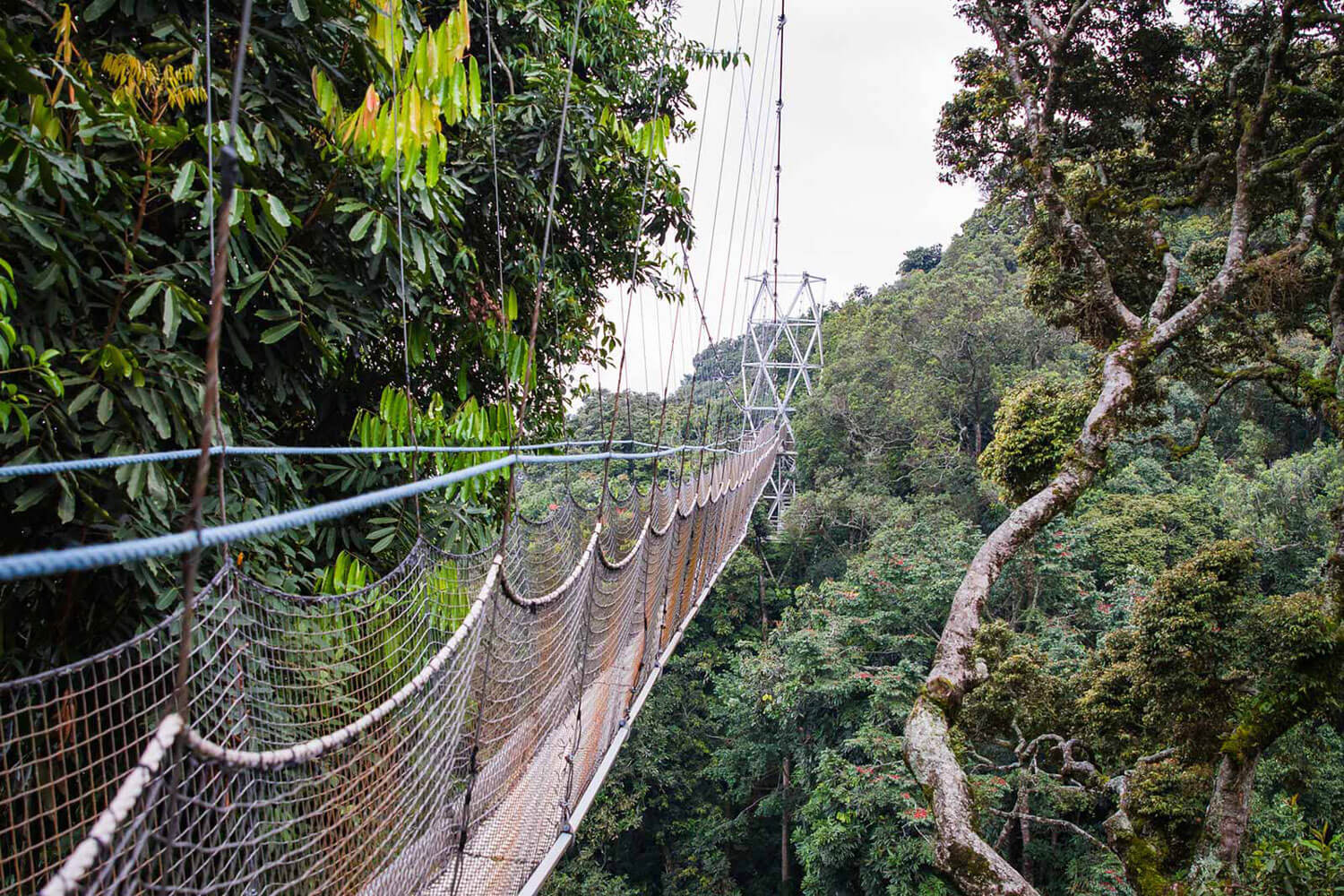 Paseo por las copas de los árboles en el Parque Nacional del Bosque de Nyungwe.