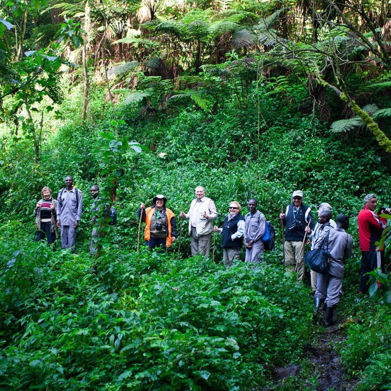 Por qué Uganda es el mejor lugar de África para practicar senderismo en busca de gorilas de montaña?