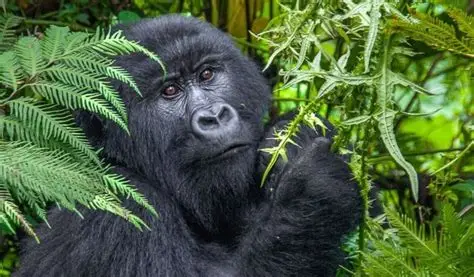 ¿Por qué elegir la habituación de gorilas en lugar del trekking estándar en Uganda?