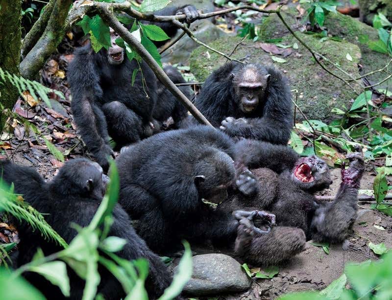 ¿Por qué se pelean los chimpancés salvajes en el Parque Nacional del Bosque de Kibale?