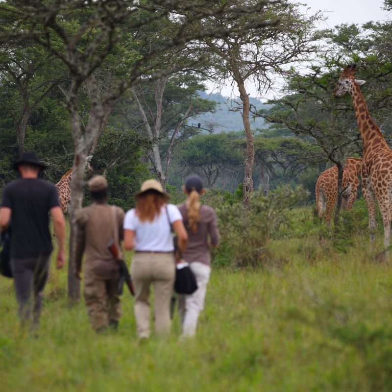 ¿Se permiten los safaris a pie en el Parque Nacional del Lago Mburo?