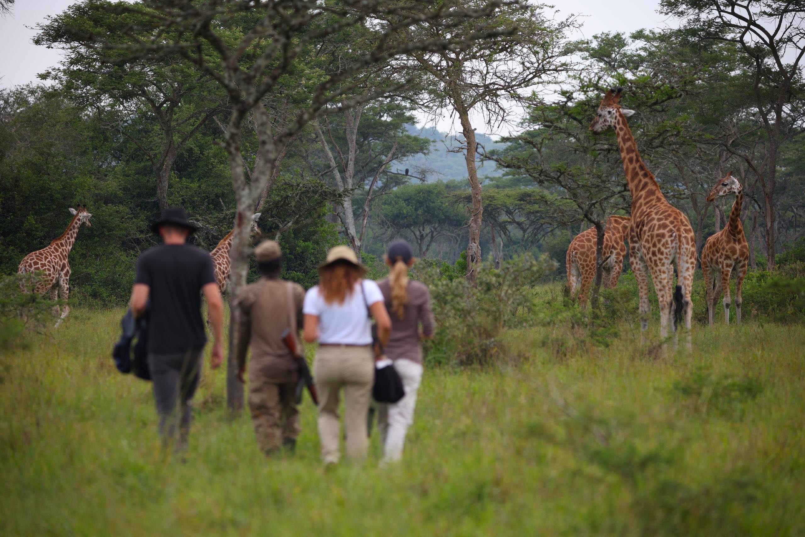 ¿Se permiten los safaris a pie en el Parque Nacional del Lago Mburo?