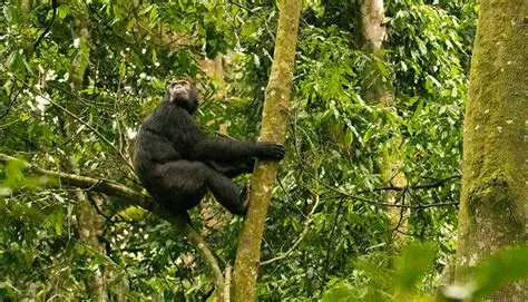 ¿Quién puede participar en el seguimiento de chimpancés en el Parque Nacional del Bosque de Kibale?